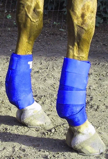 Equine Fetlock Pair – Quarter Horse