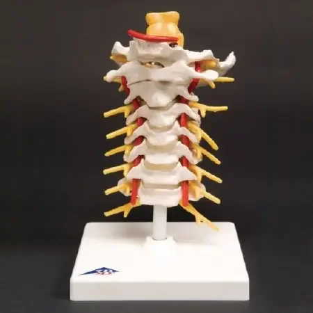 FEI – Flexible Cervical Vertebral Column 7 Inch Height 1 lbs. – 929429