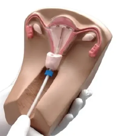 Gaumard – Female Pelvic Organs Model – SB40534