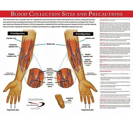 Market Lab – Anatomical Chart Blood Collection 17 X 22 Inch Laminated – 5488