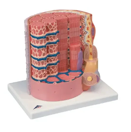 MICROanatomy – Muscle Fiber Model 6 lbs. – 12-4559