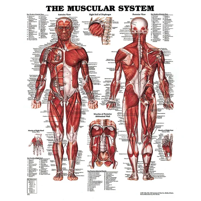 The Muscular System Chart 20″ W X 26″ H Laminated 1 EA